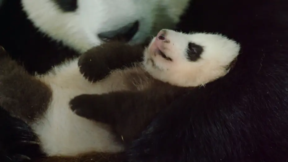 Video for the film Born in China — Рожденные в Китае - Trailer