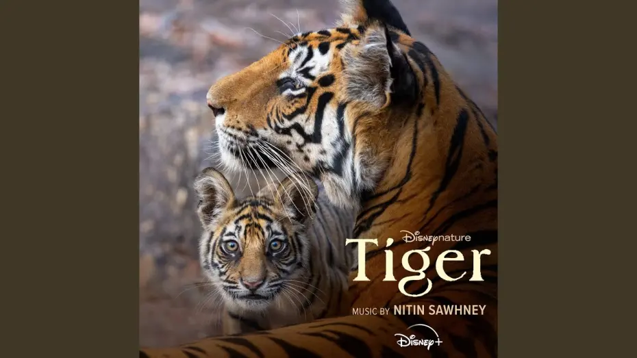 Video for the film Tigers on the Rise — Tigers on the Rise