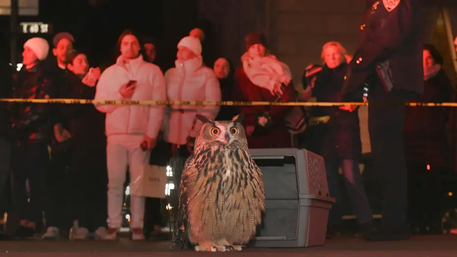 Video for the film Wild Inside — WILD INSIDE - Flaco the Owl Documentary - Official Theatrical Trailer - In Theaters July 31st