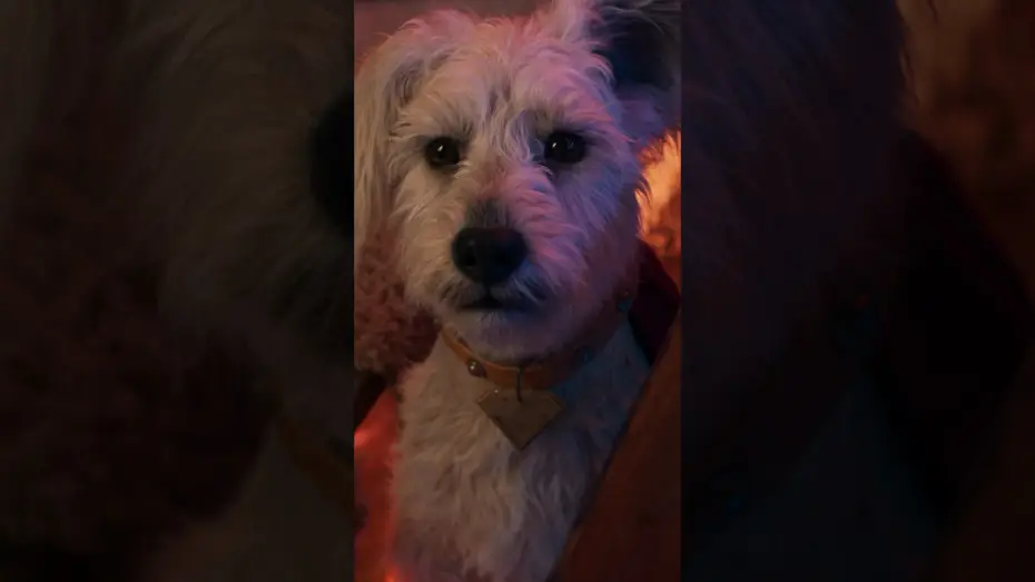 Video for the film Supergirl — You had me at woof.