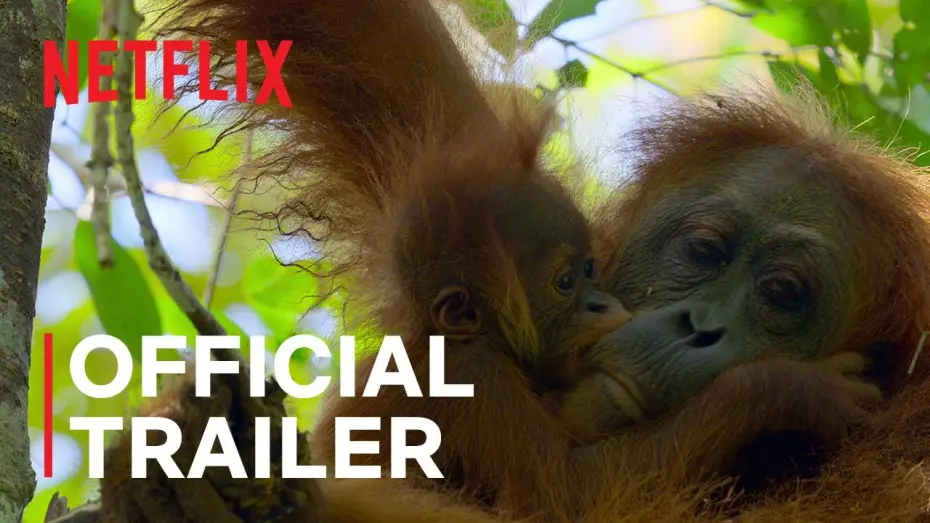 Video for the film Secret Lives of Orangutans — Official Trailer