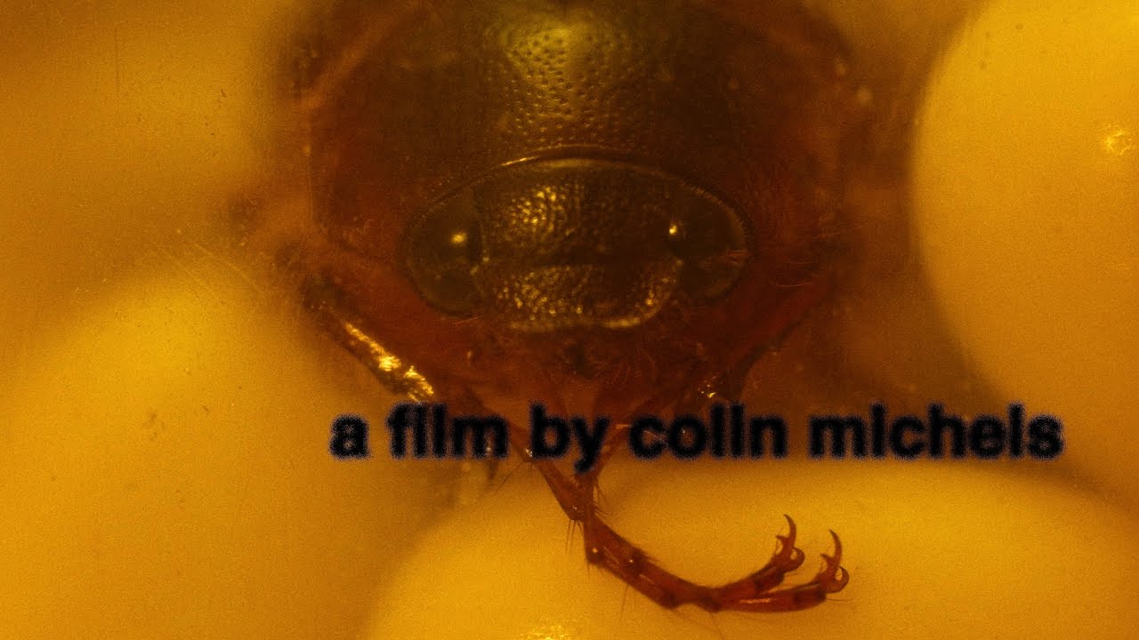 Video for the film i have eczema and i'm scared of bugs — i have eczema and i'm scared of bugs