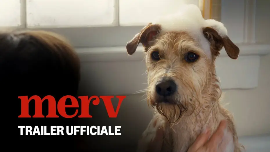 Video for the film Merv — Merv | Trailer Ufficiale | Prime Video
