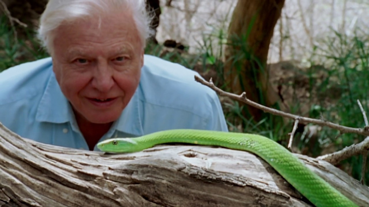 Video for the film David Attenborough: A Life on Our Planet — David Attenborough: A Life On Our Planet | Official Trailer