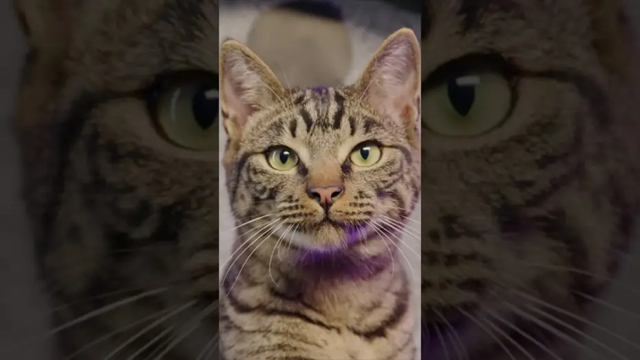 Video for the film Gatto — REAL CATS REACT to Pixar's Trailer for Gatto