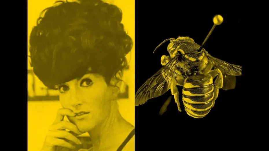 Video for the film The Beehive — The Beehive | Zanny Begg