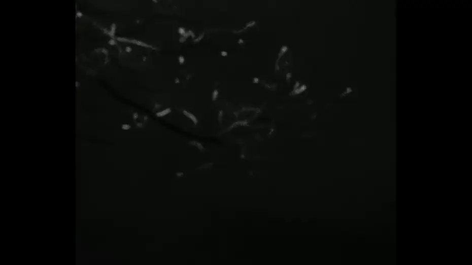 Video for the film Lab 1 — Lab 1 (2026)
