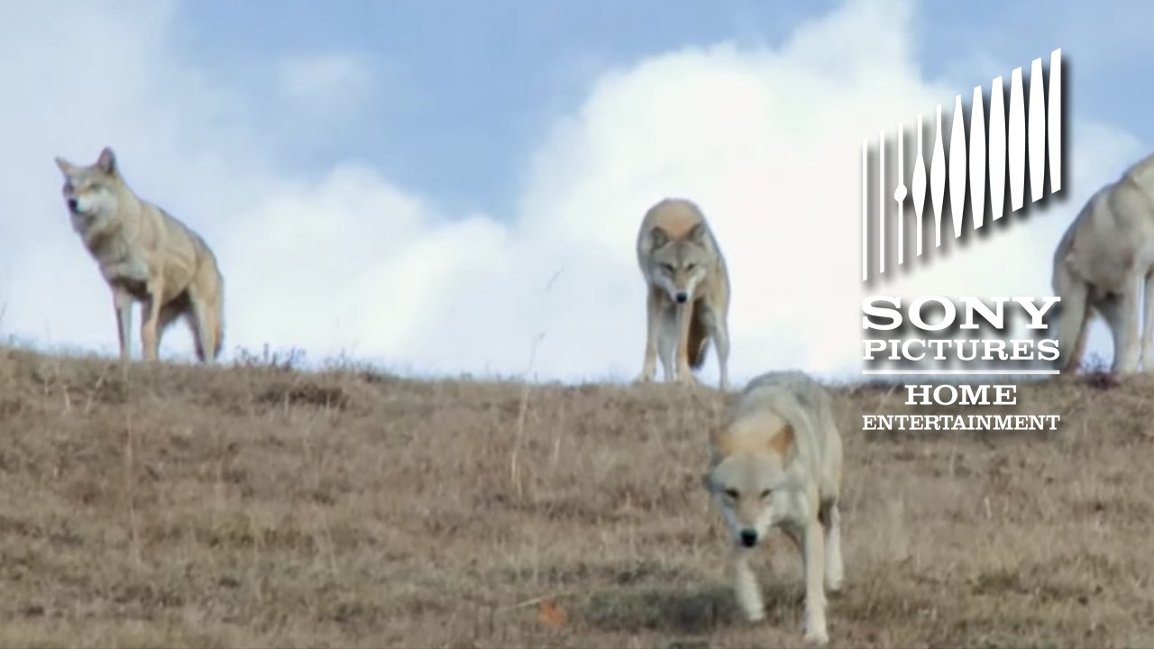 Video for the film Wolf Totem — Wolf Totem - On Blu-ray 12/15!