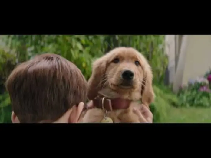Video for the film A Dog's Purpose — MES VIES DE CHIENS - Extrait - "Bailey, Bailey, Bailey" - VF