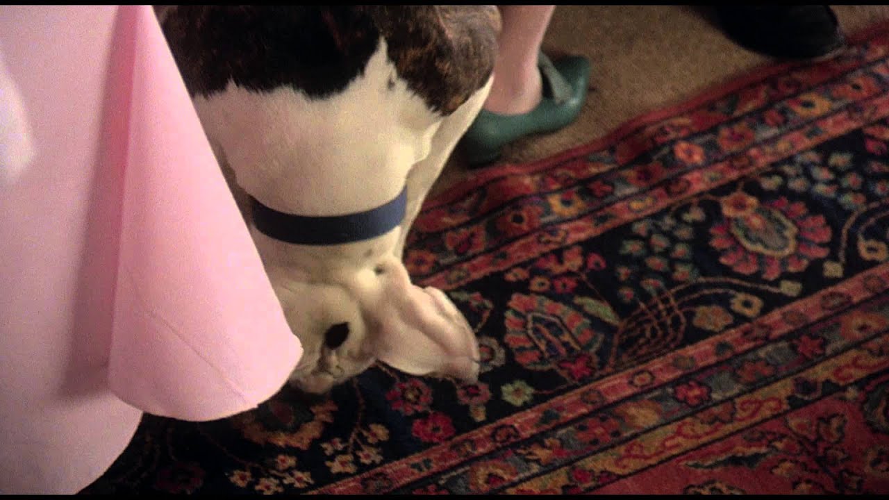 Video for the film Homeward Bound: The Incredible Journey — Дорога домой: Невероятное путешествие - Трейлер