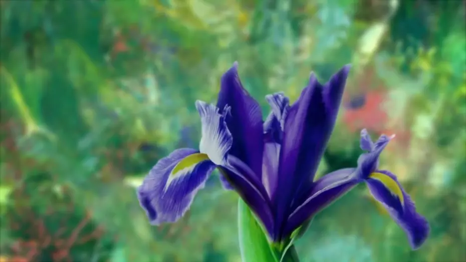Video for the film Painting the Modern Garden: Monet to Matisse — Watch the trailer for 'Painting the Modern Garden: Monet to Matisse'