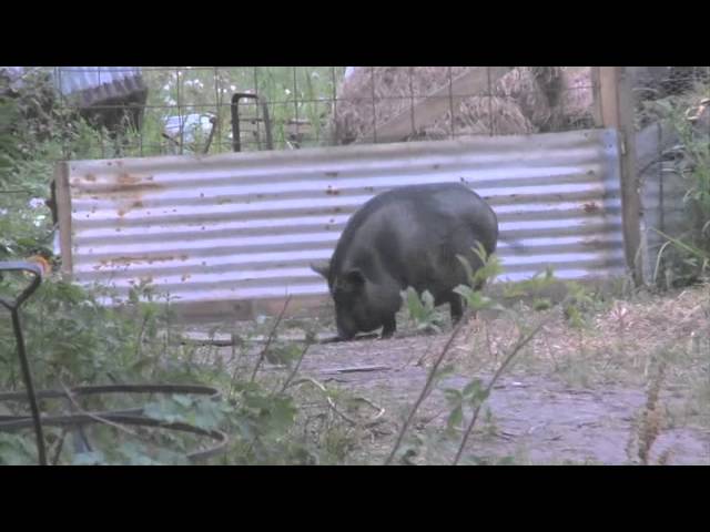 Video for the film Beasts of the Southern Wild — Featurette: "Aurochs"