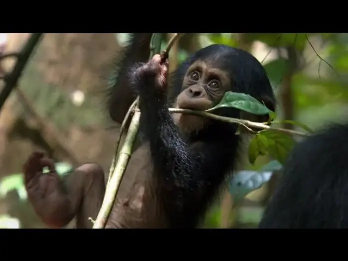 Video for the film Chimpanzee — Chimpanzee Official Trailer