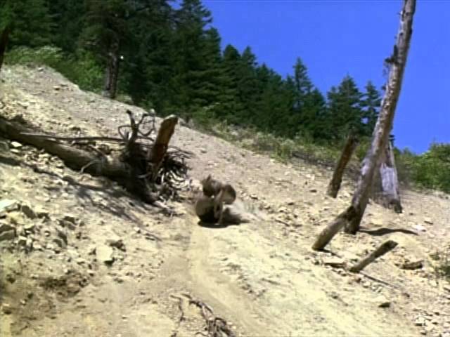 Video for the film White Fang 2: Myth of the White Wolf — Clip