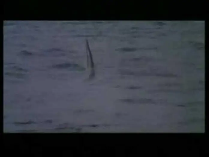 Video for the film Cruel Jaws — CRUEL JAWS (1995) Trailer