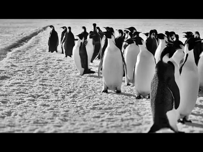 Video for the film Antarctica Calling — RÜCKKEHR ZUM LAND DER PINGUINE | Trailer deutsch german [HD]