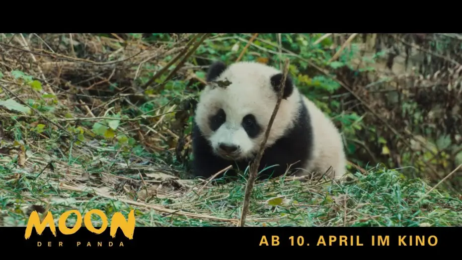 Video for the film Moon the Panda — Moon, der Panda | Exklusiv: Die 1. Minute des Films | Ab 10. April im Kino