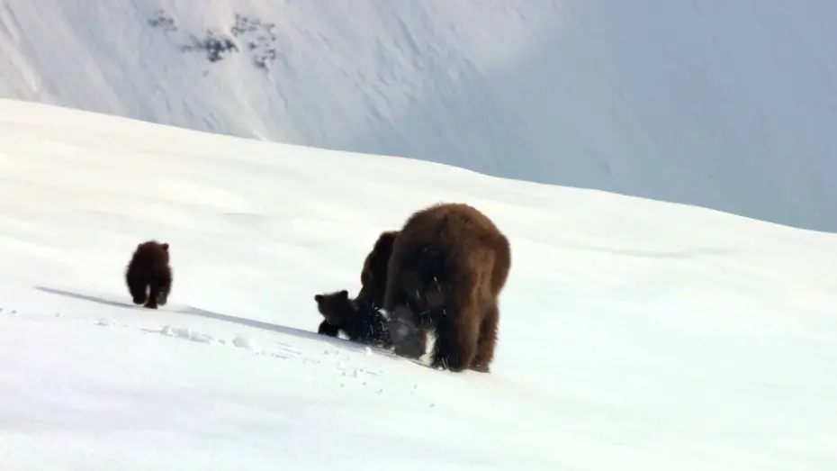 Video for the film Bears — Медведи - Трейлер