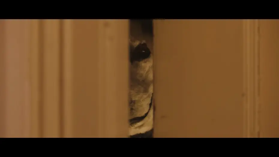 Video for the film Good Boy — Oficjalny polski zwiastun