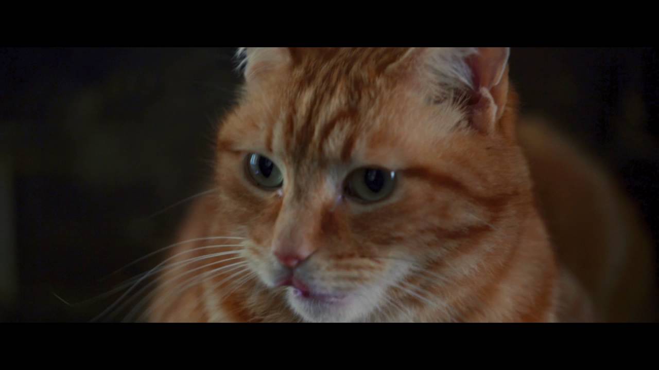 Video for the film A Street Cat Named Bob — A Street Cat Named Bob - Stairwell Clip - At Cinemas November 4