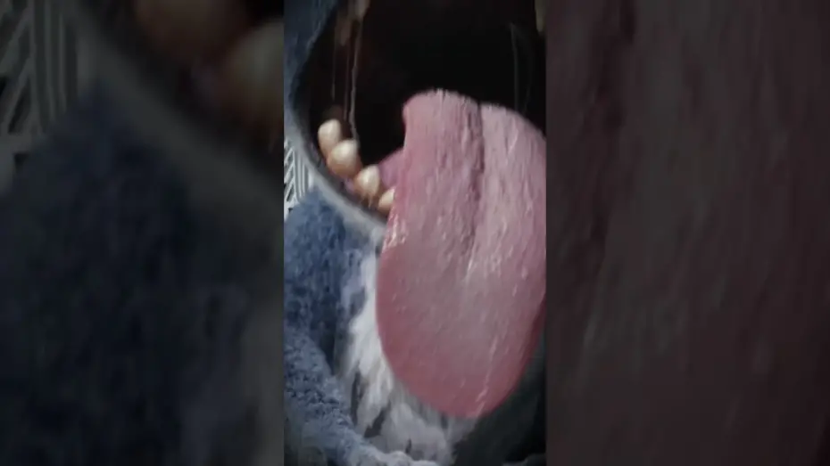 Video for the film Lilo & Stitch — Caught on camera