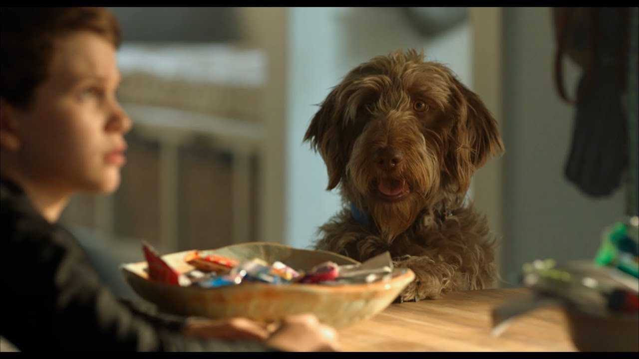 Video for the film Think Like a Dog — Думай як пес (2020) | Офіційний український трейлер