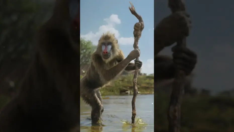 Video for the film Mufasa: The Lion King — Be the First to Watch at Home Today