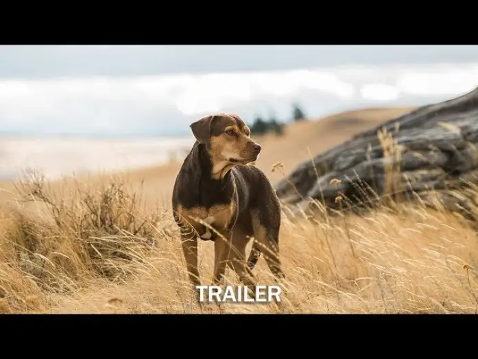 Video for the film A Dog's Way Home — DIE UNGLAUBLICHEN ABENTEUER VON BELLA - Trailer - Ab 24.1.19 im Kino!