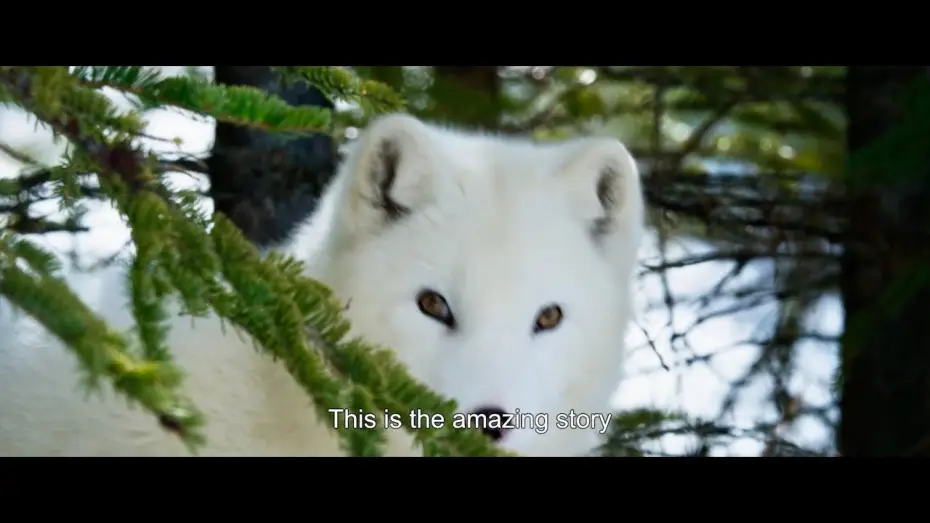 Video for the film Kina & Yuk — Trailer [Subtitled]