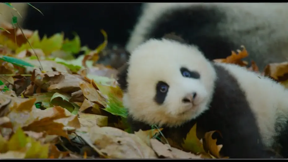 Video for the film Born in China — Disneynature's Born in China Official US Trailer