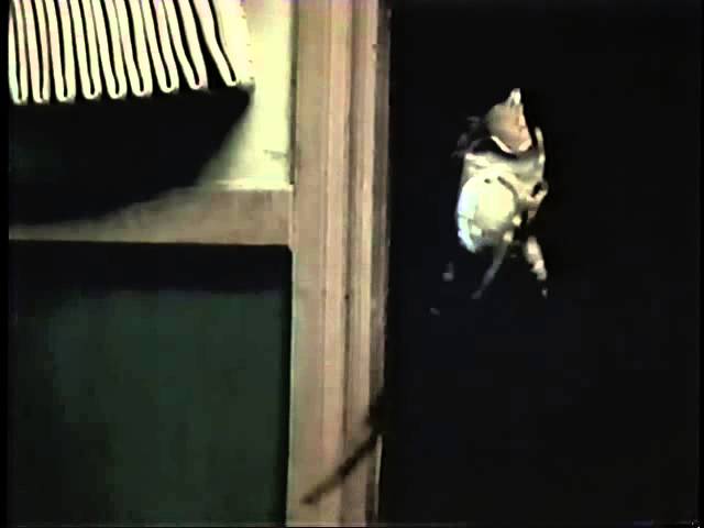 Video for the film Mimic 2 — Mimic 2 (2001) Teaser 2 (VHS Capture)