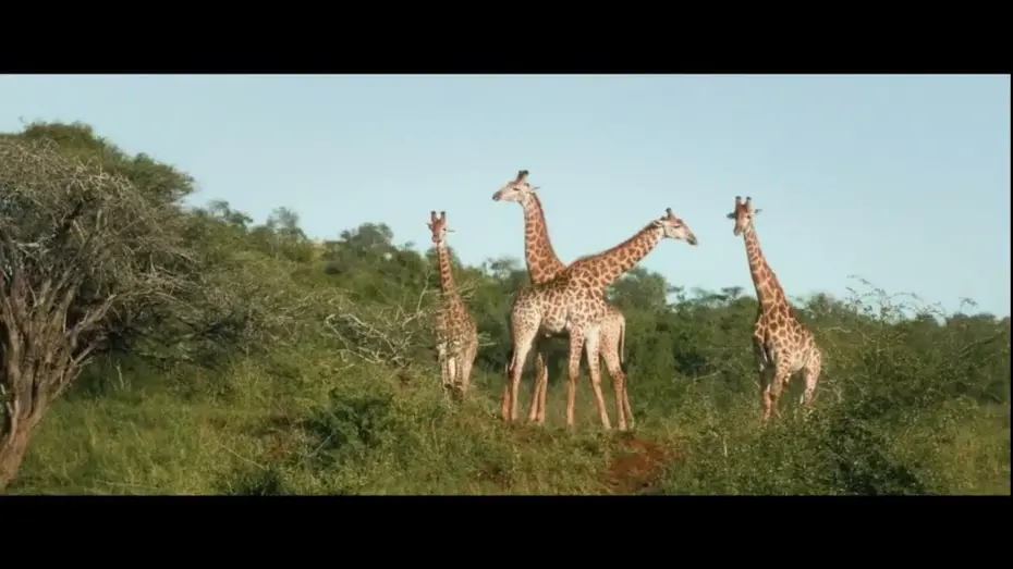 Video for the film Thabo and the Rhino Case — Trailer - Be a Wildlife Advocate!