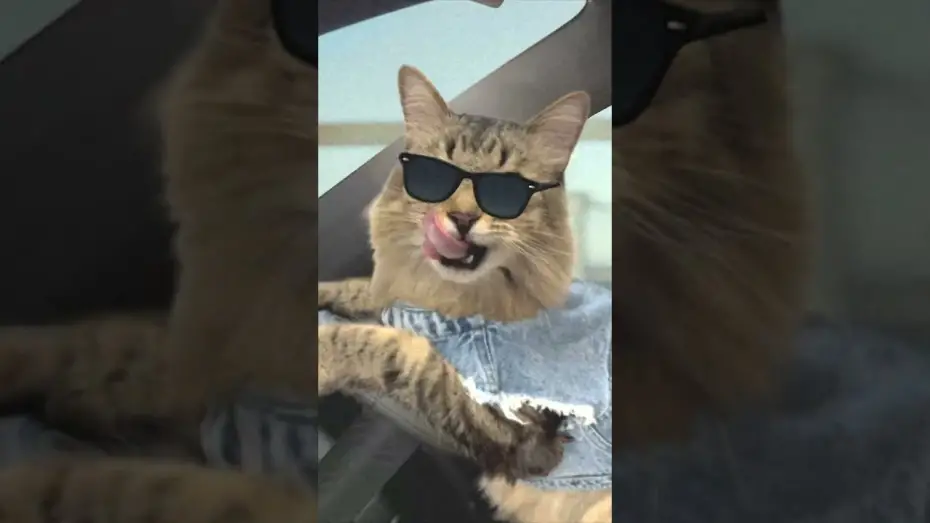 Video for the film Caught Stealing — Cat Chase