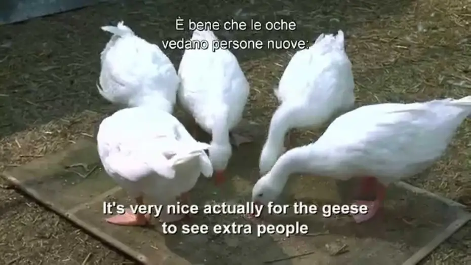 Video for the film Cinderella — Cenerentola - Addrestare le oche - Pod dal film | HD
