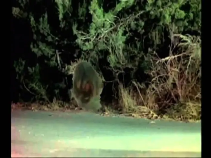 Video for the film Seedpeople — Seedpeople 1992 Trailer