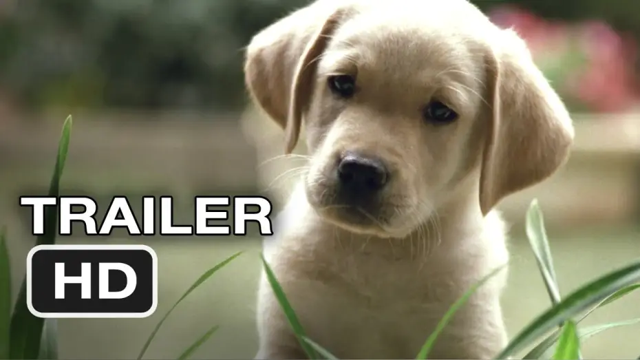 Video for the film Quill: The Life of a Guide Dog — Quill The Life of a Guide Dog Official Trailer #1 (2012) HD Movie