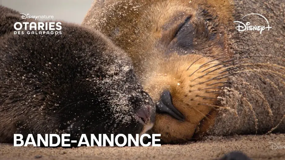 Video for the film Sea Lions of the Galapagos — Otaries des Galápagos - Bande-annonce officielle [VOST]