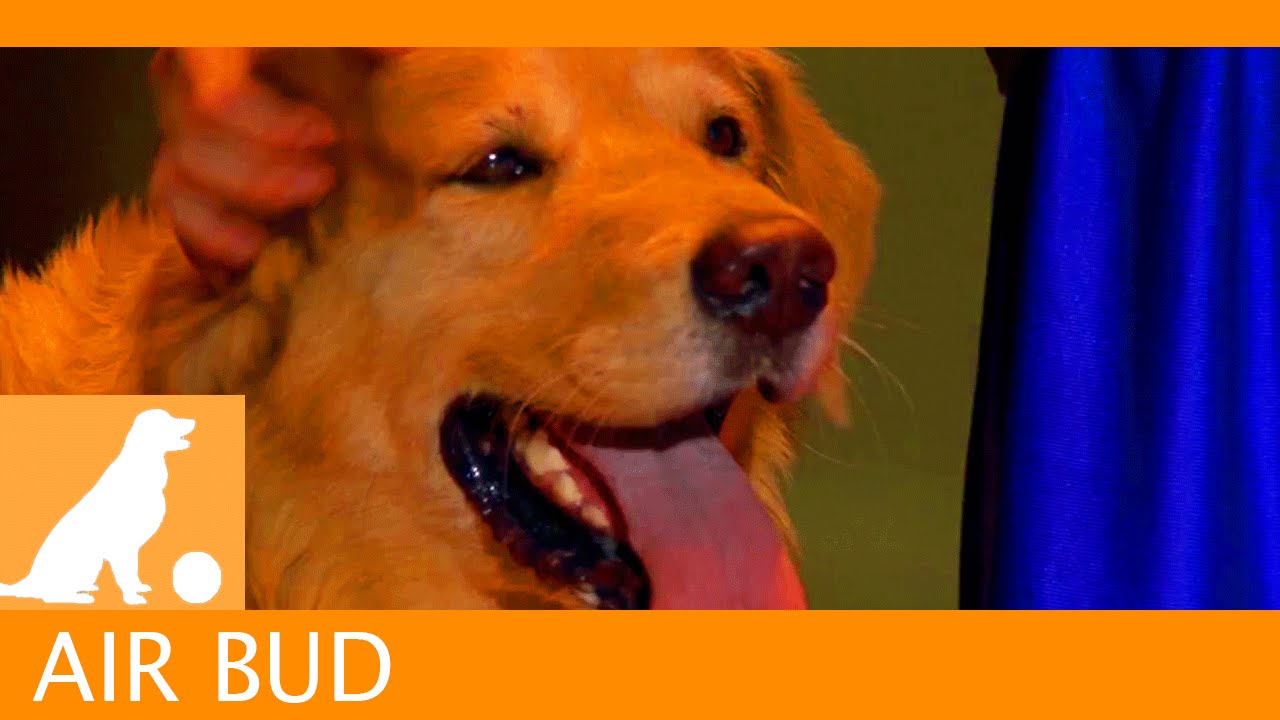 Video for the film Air Bud — Air Bud Sports News - Halftime Show