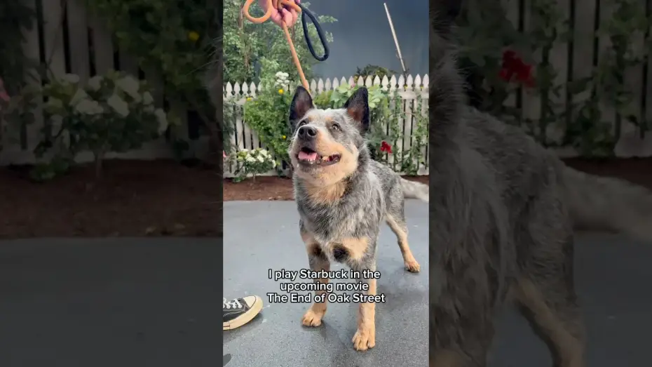 Video for the film The End of Oak Street — A neighborhood's best friend.