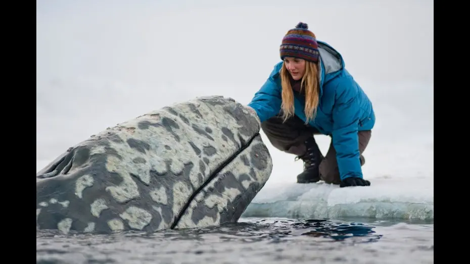Video for the film Big Miracle — Trailer
