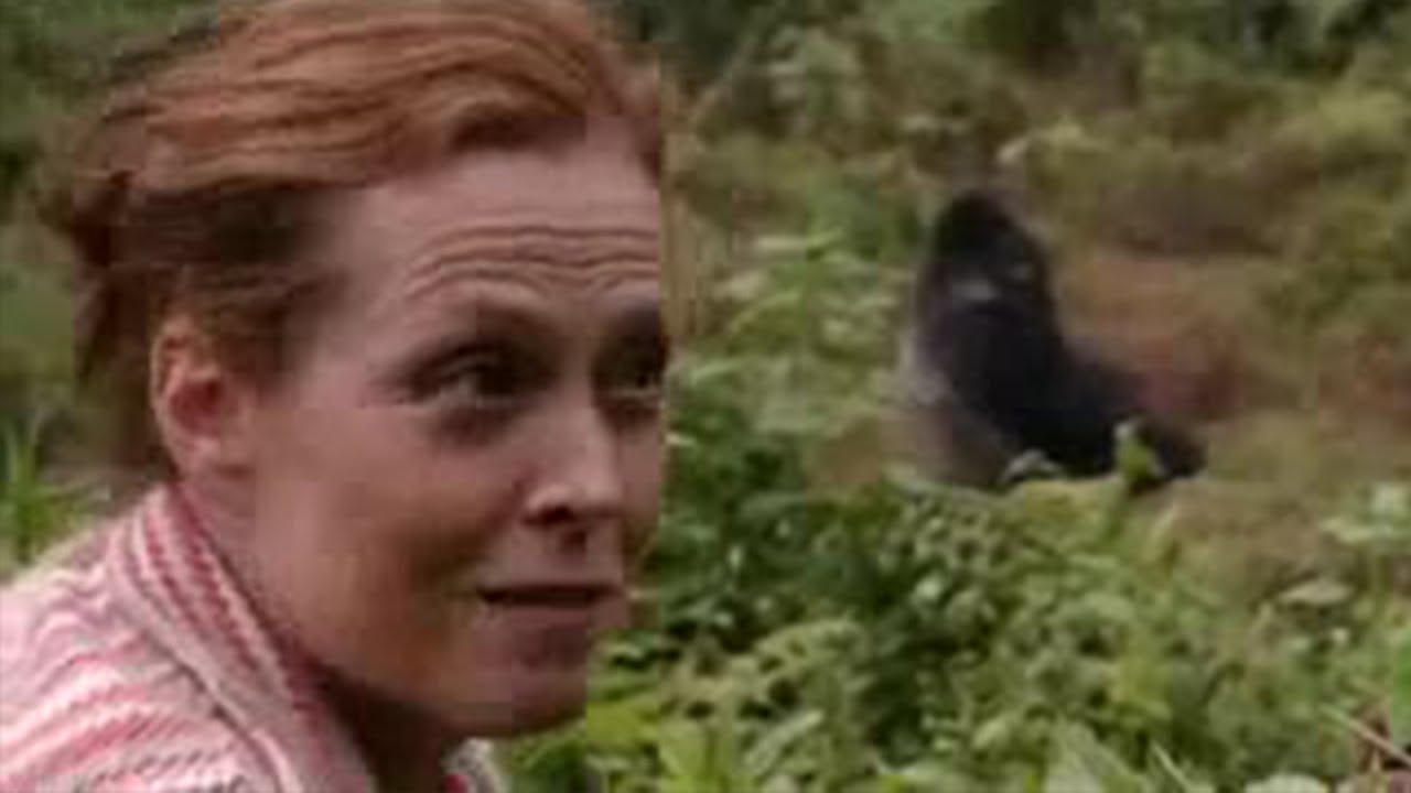 Video for the film Gorillas in the Mist — Sigourney Weaver Reunites with the Gorillas from 'Gorillas in the Mist'