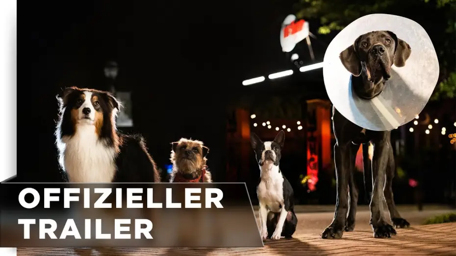 Video for the film Strays — Offizieller Trailer #2