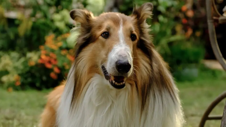 Video for the film Lassie: A New Adventure — Trailer [Dubbed]