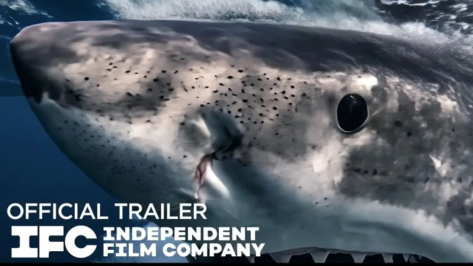 Video for the film Chum — Official Trailer