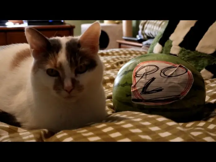 Video for the film Obsession — Obsession (2026)