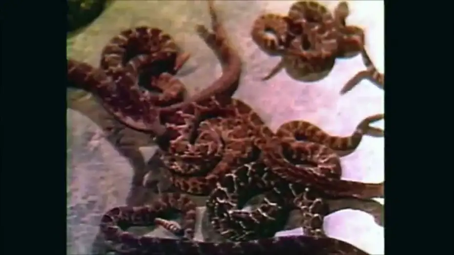 Video for the film Rattlers — Rattlers (1976) - Trailer