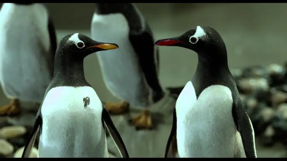 Video for the film Mr. Popper's Penguins — International Trailer 2