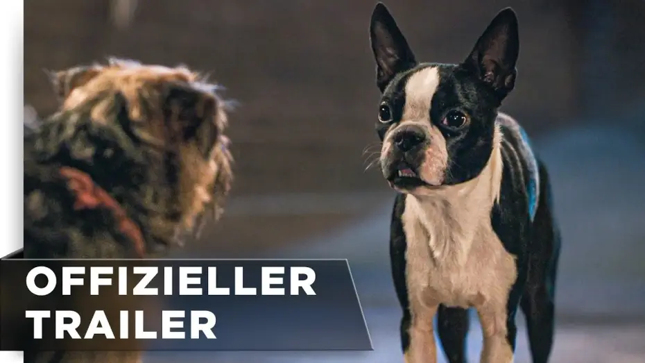 Video for the film Strays — Offizieller Green Band Trailer