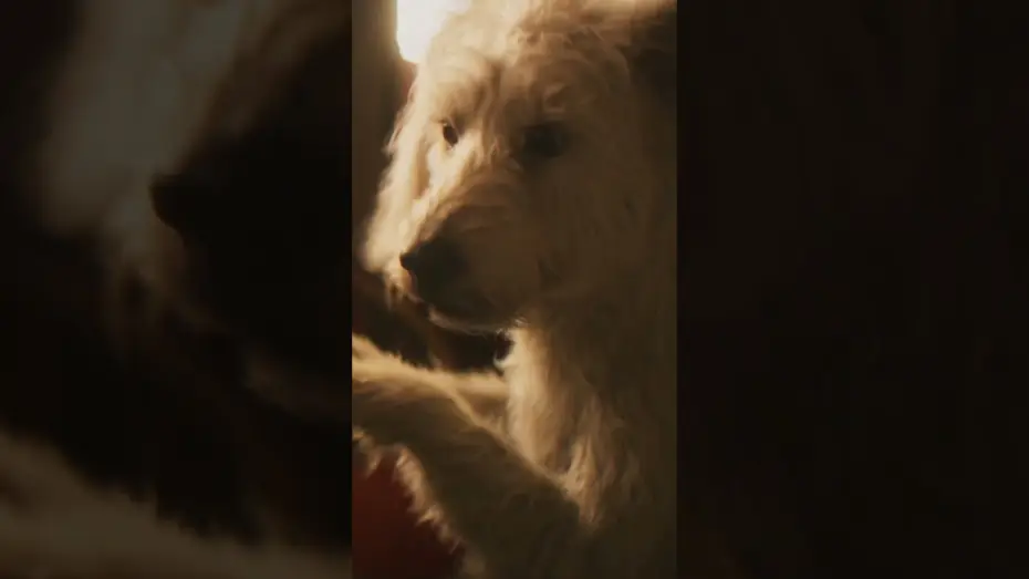 Video for the film Supergirl — Still the goodest boy in the galaxy.