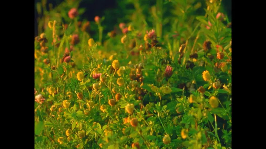 Video for the film Small Mountains — Small Mountains (16mm, trailer)